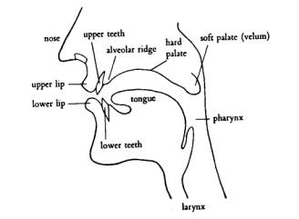 Speech Sound Production Chart